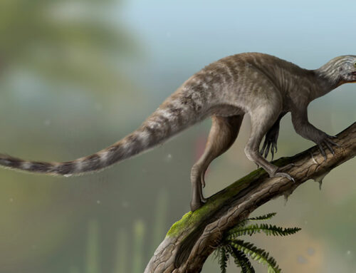 Vetenoraptor gassenae. Ilustración: Matheus Fernandes