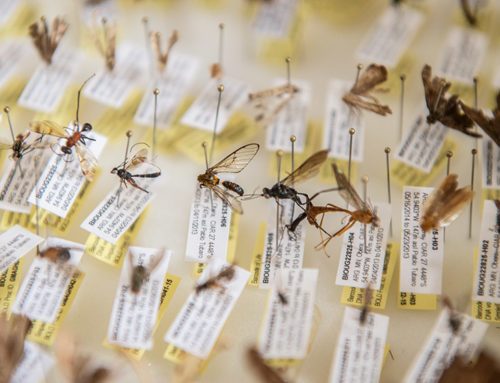 Hallan una sorprendente diversidad de insectos en la Selva Paranaense