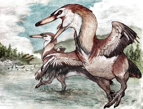 KANK AUSTRALIS: EL NUEVO RAPTOR DESCUBIERTO EN LA PATAGONIA ARGENTINA