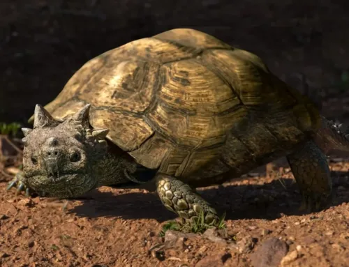 DESCUBREN UNA TORTUGA GIGANTE DEL FIN DE LA ERA DE LOS DINOSAURIOS EN PATAGONIA