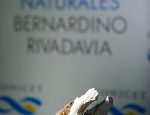 DESCUBREN UN NUEVO LAGARTO FÓSIL QUE VIVIÓ JUNTO A LOS DINOSAURIOS