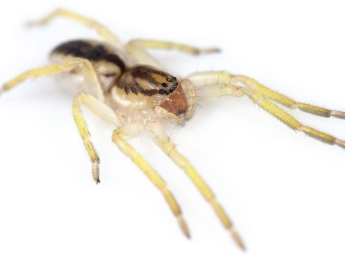La araña fantasma que sólo vive en una isla del fin del mundo