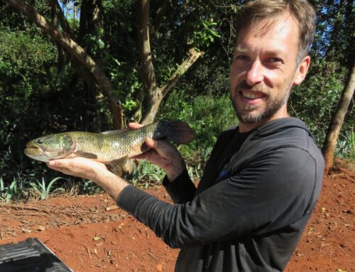 Descubren en misiones una nueva especie de tararira