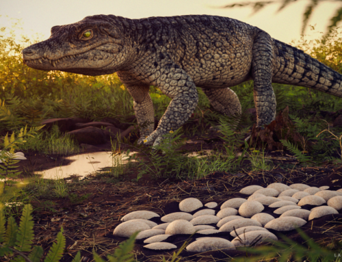 DESCUBREN LAS NIDADAS FÓSILES DE COCODRILOS MÁS GRANDES DEL MUNDO