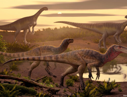 El catálogo de nuevas especies del Museo: una publicación clave para dar a conocer la biodiversidad