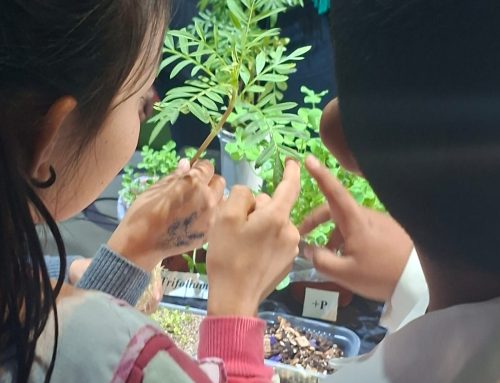 UN MES DEDICADO A LA FASCINACIÓN POR LAS PLANTAS